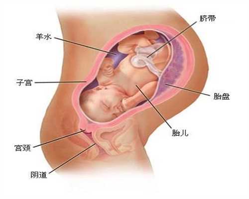 代怀孕价格 子宫内膜息肉不孕症的症状